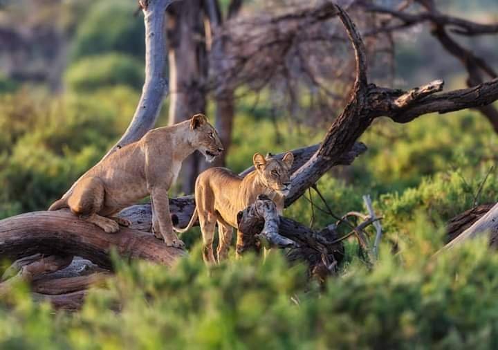 Tanzania Luxury Safari