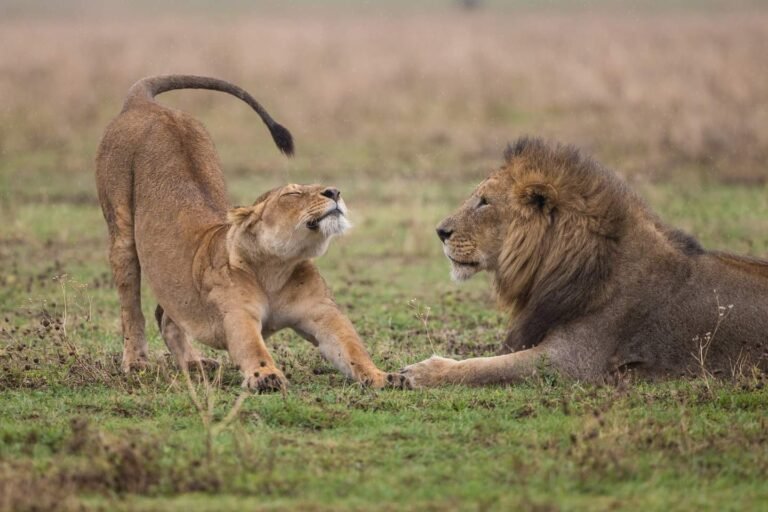 Classic Wildlife Safari